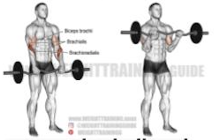 Reverse Barbell Curl
